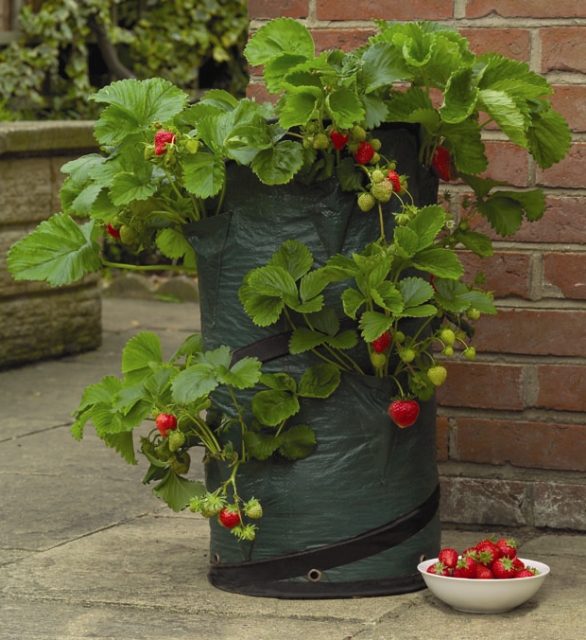 Pop-Up Strawberry Patio Planter